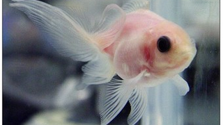 One Fish, Two Fish, Red Fish, See-Through Fish